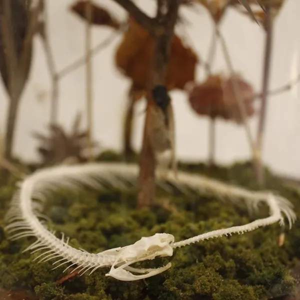 PHANTASMAGORIA — Layne Miller, Paul Deringer, Tiana Tucker, Jenn Cortes, Alex Minott, Donald David, Divya Anantharaman, Wren Britton, Ann Seymour Vergara, Elizabeth New, Aleka Tomlinson, Alli Walker, Monty Mattison, Amber Maykut, Daisy Tainton, Mayfield Williams