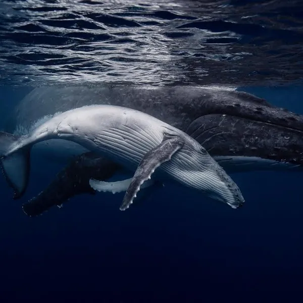 THE BELLY OF THE WHALE IS THE BELLY OF YOU — Julia Morrison, Scott Wilson, Daniel C Baker, StrangeLoop, Shively Humperdink, Sebastian Sommer, Nathaniel Ferguson, Mangda Seng, Chris Luttrell, Chase, Saint Catello, Lars Goedeke