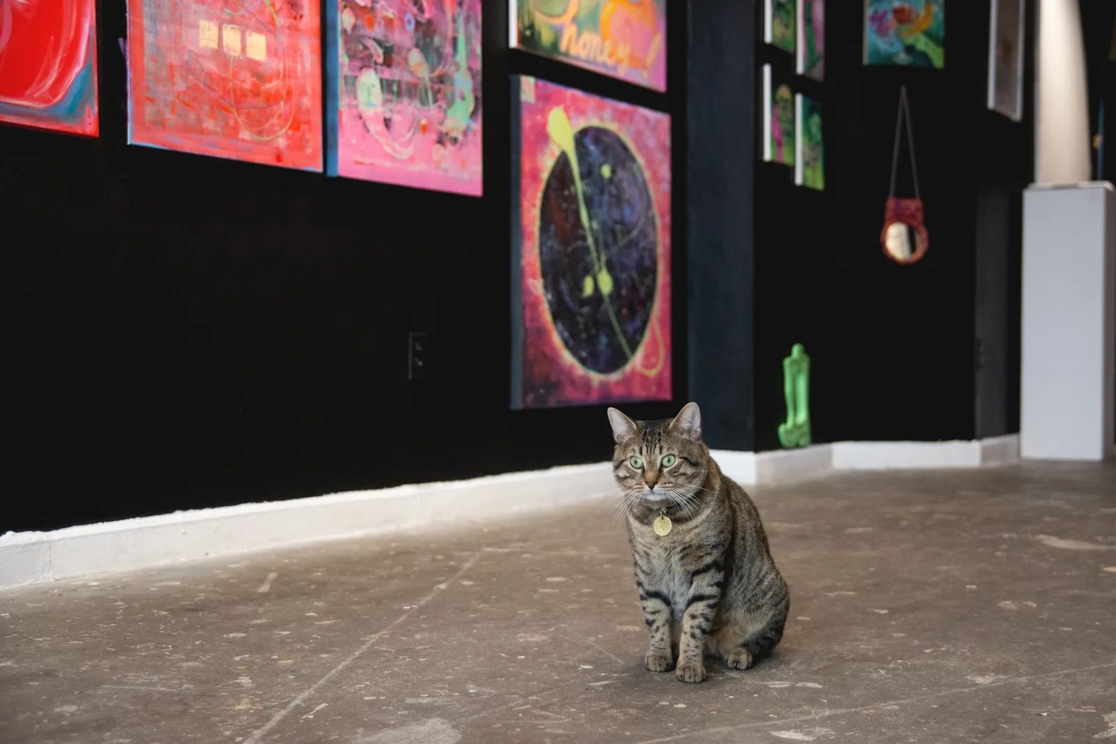 House cat in the gallery with paintings on the black wall
